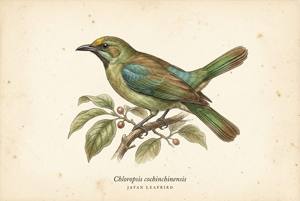 Javan Leafbird illustration
