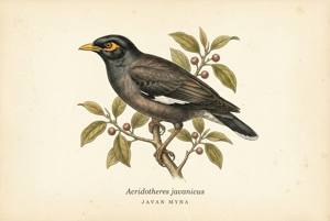 Javan Myna illustration
