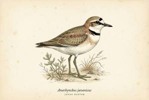 Javan Plover illustration