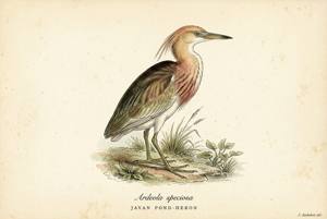 Javan Pond-Heron illustration