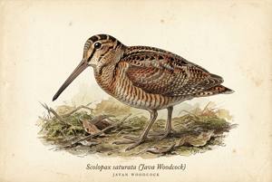 Javan Woodcock illustration