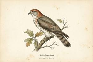 Jerdon's Baza illustration