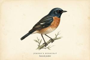 Jerdon's Bushchat illustration