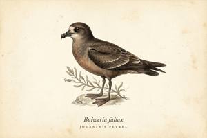 Jouanin's Petrel illustration