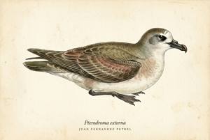 Juan Fernandez Petrel illustration