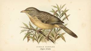 Jungle Babbler illustration