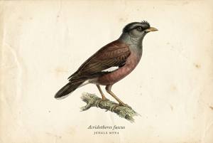 Jungle Myna illustration
