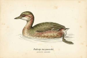 Junin Grebe illustration