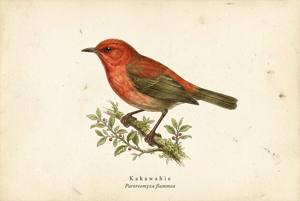 Kakawahie illustration