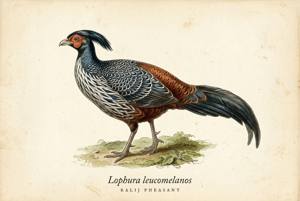 Kalij Pheasant illustration