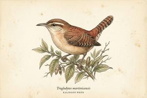 Kalinago Wren illustration