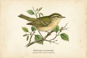 Kamchatka Leaf Warbler illustration