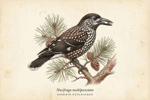 Kashmir Nutcracker illustration
