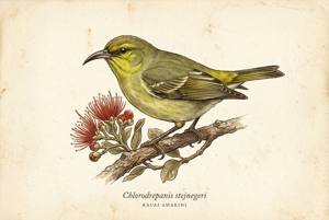 Kauai Amakihi illustration