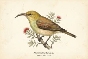 Kauai Nukupuu illustration