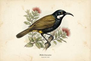 Kauai Oo illustration