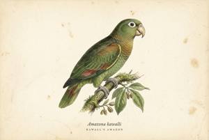 Kawall's Amazon illustration