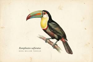 Keel-billed Toucan illustration