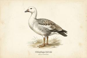 Kelp Goose illustration
