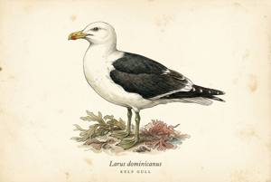 Kelp Gull illustration