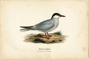 Kerguelen Tern illustration