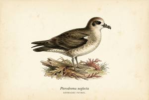 Kermadec Petrel illustration