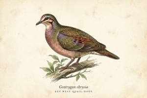 Key West Quail-Dove illustration