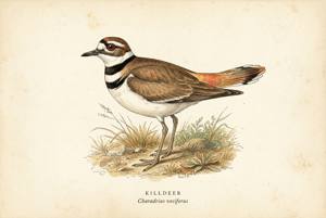 Killdeer illustration