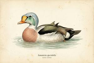 King Eider illustration