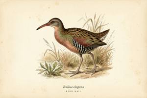 King Rail illustration