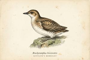 Kittlitz's Murrelet illustration