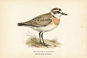 Kittlitz's Plover illustration