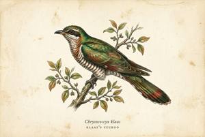 Klaas's Cuckoo illustration