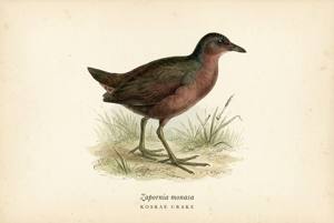 Kosrae Crake illustration