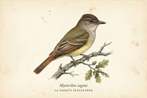 La Sagra's Flycatcher illustration