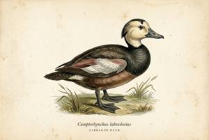 Labrador Duck illustration