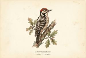 Ladder-backed Woodpecker illustration