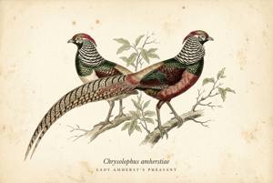 Lady Amherst's Pheasant illustration