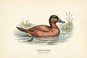 Lake Duck illustration