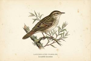 Lanceolated Warbler illustration
