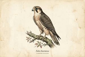 Lanner Falcon illustration