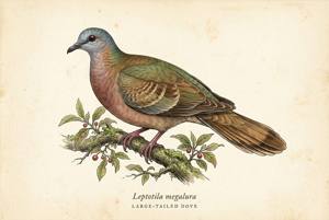 Large-tailed Dove illustration