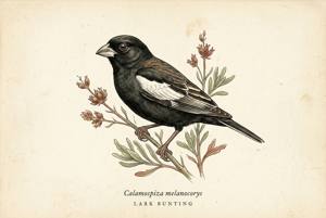Lark Bunting illustration