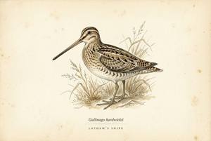 Latham's Snipe illustration