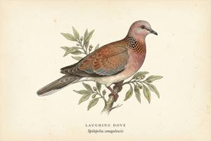 Laughing Dove illustration