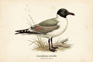 Laughing Gull illustration