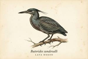 Lava Heron illustration
