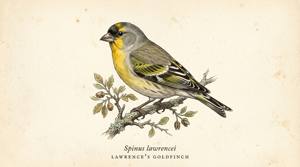 Lawrence's Goldfinch illustration
