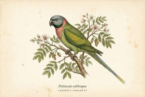 Layard's Parakeet illustration