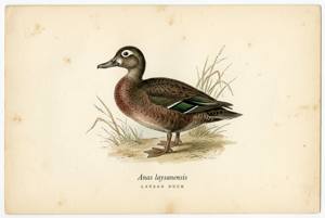 Laysan Duck illustration